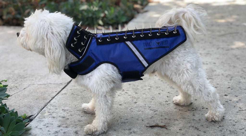 Best Dog Backpack Harness To Wear | Supreme Dog Garage